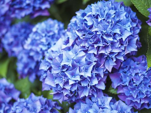 Hydrangea flowers thrive and bloom all summer if you use three household items