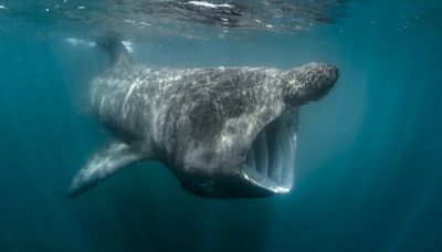 'Grim' basking shark boat strike data captured in Kerry