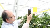 AI improves pest detection in Kayseri's soilless farming