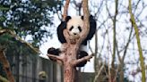 Pandas use scent trees to network 'like Facebook,' study reveals