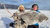 109-pound halibut caught through the ice in the name of science