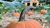 Perusing pumpkin patch possibilities? Here are some Augusta area spots