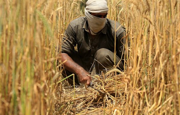 Why are Pakistan’s wheat farmers protesting against the government?