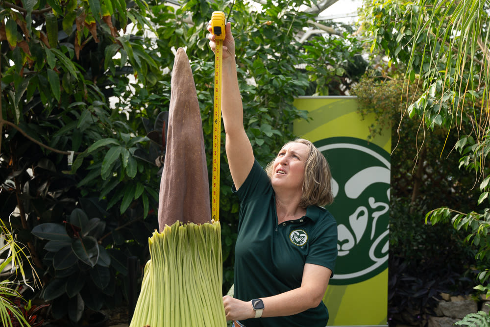 A corpse flower is blooming for first time after 8 years. Here’s how to watch