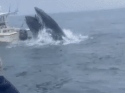 'Absolute chaos': Brothers rescue fishermen tossed overboard by breaching whale