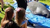Toast the manatee released into the wild after lengthy recovery