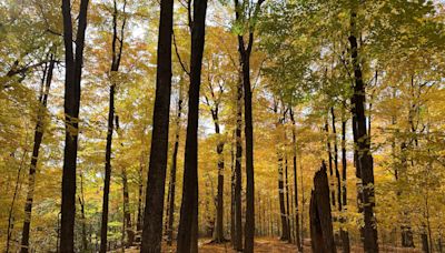 The New England fall foliage season has not gone as expected. Here's what happened