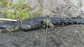 9-Foot Gator Attacks Farmworker In Palm City | Real Radio 104.1 | Florida News