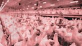 ‘Carnage’ as millions of factory farm chickens die in sweltering sheds during record heatwave