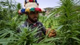 In Morocco, cannabis growers come ’out of the shadows’