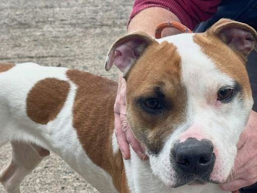 Starving dog dumped at Belfast train station ready to find new family