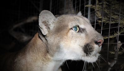 Mountain lions terrorize California neighborhood, pet safety concerns rise