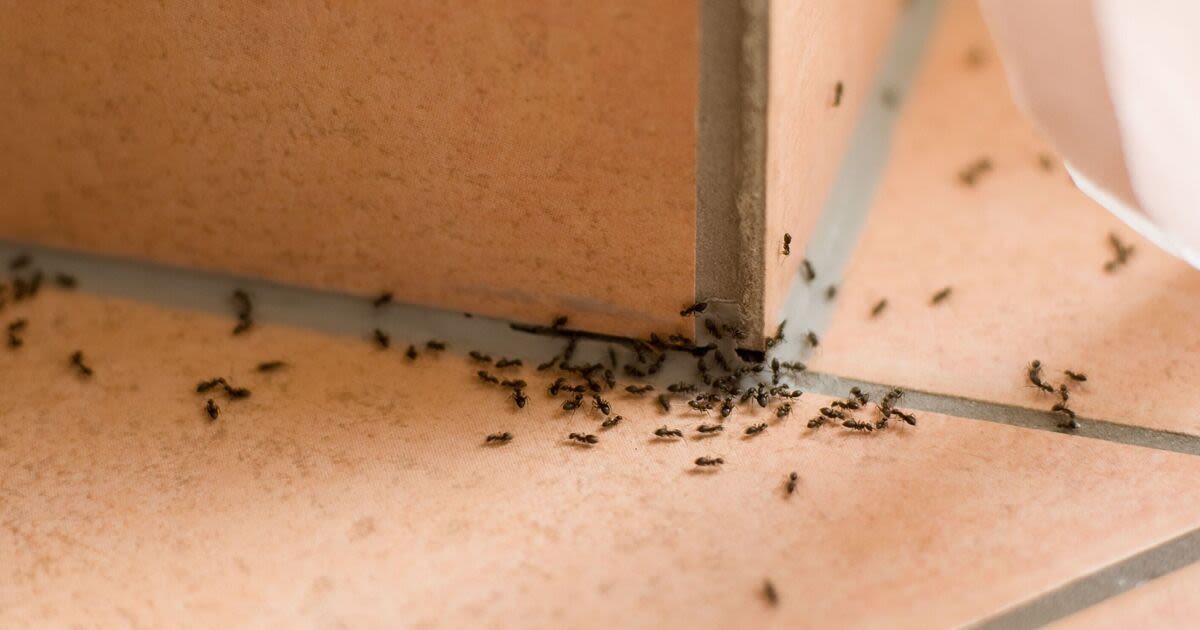 Stop ants entering your home permanently with pest control pro’s 1 natural item