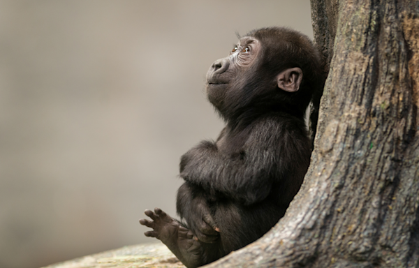 Woodland Park Zoo Welcomes Endangered Baby Gorilla