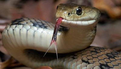 Estos son los tres tipos de serpientes venenosas que se pueden cruzar en Virginia: qué recaudos tomar