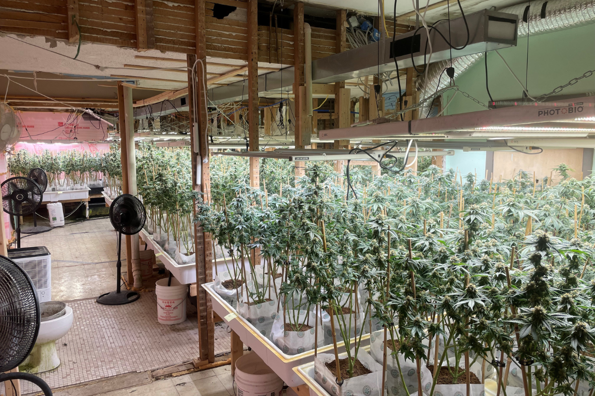 More than 2,500 pot plants found at Parsonfield illegal drug bust