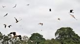 Hundreds of red kites turn up at this Welsh farm every day - it's a 'once in a lifetime' sight