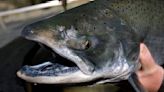 California cancels salmon fishing season: "It's devastating"