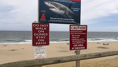 Shark attacks are incredibly rare. But if you spot one in the water, here's what to do