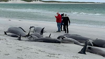 Whales to be buried on island after archaeology tests