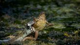 Primary school pupils witness dramatic moment grass snake catches frog