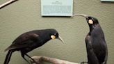 【有片】紐西蘭絕種神鳥羽毛90萬落槌 比黃金貴40倍--上報