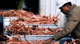 Alaska Snow Crab Season Canceled as Population Faces Unprecedented Decline