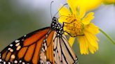 Monarch migration makes strong Oklahoma showing