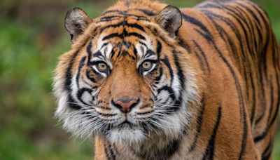 Tiger living at Point Defiance Zoo & Aquarium euthanized over the weekend