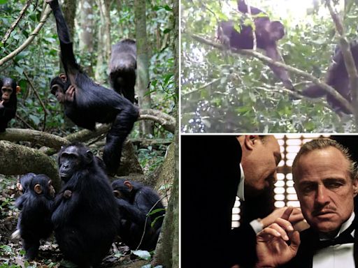 Chimpanzees gesture back and forth during conversations - like humans