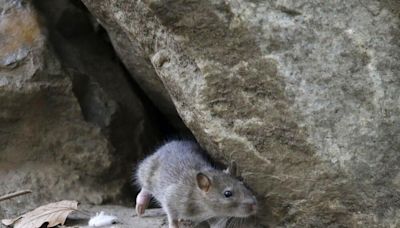 How the 2024 Olympics is fighting its tiniest foe: The rats of Paris