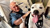 Perro salva a su dueño de 86 años después de que un hombre desnudo lo atacara afuera de su casa