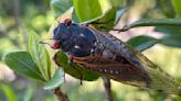 Indiana to host cicada emergences that last occurred 221 years ago