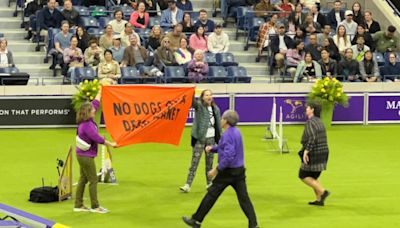 Climate protesters disrupt Westminster dog show agility course. ‘No dogs on a dead planet.’