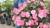 Different annuals to use in your flower containers | Gardening with Gutner