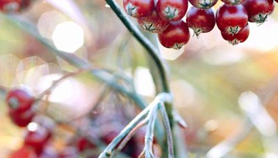 25 Best Native Plants for Attracting Birds to Your Yard