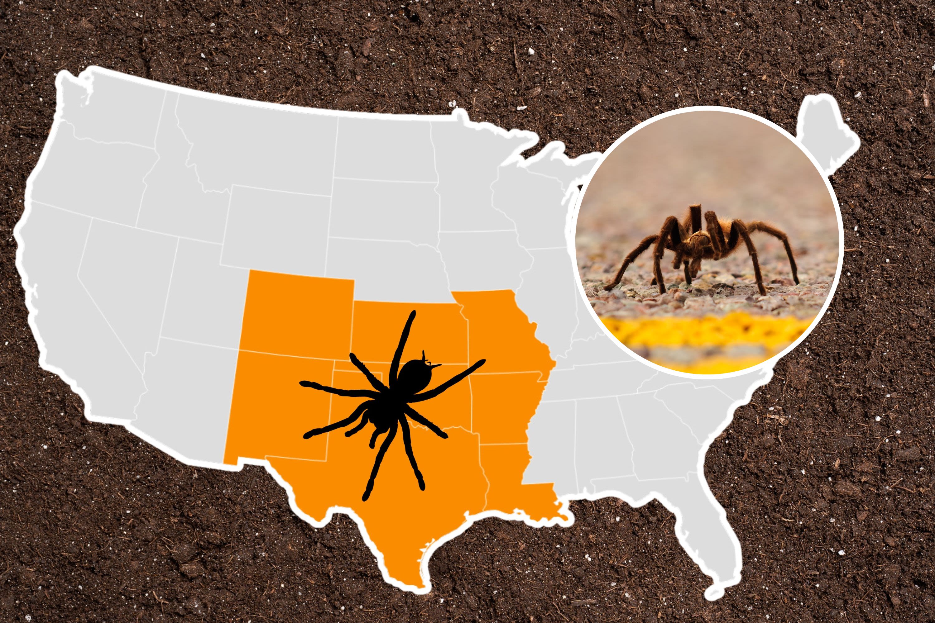 Tarantula warning for eight states: What to know