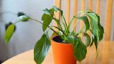 Why Is Your Peace Lily Drooping? Here Are 6 Reasons