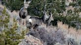 Wyoming mule deer famously known as an “ultra-long distance migrator” dies