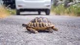 Nueva York insta a los conductores a tener cuidado con las tortugas durante mayo y junio