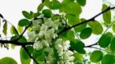 On Nature column: Black locust trees unique in use, beauty