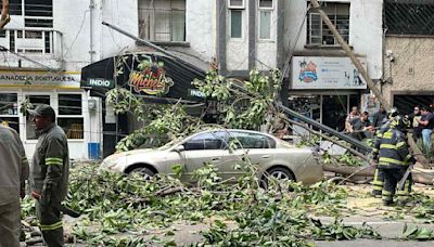 FOTOS: Cae rama de árbol de 10 metros y 'aplasta' auto en la Condesa