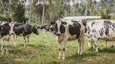 Productores de leche anuncian plantones en todo el país por crisis del sector