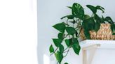 The seven 'impossible to kill' houseplants that are perfect for forgetful owners
