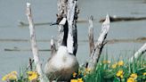 North Carolina migratory bird seasons released