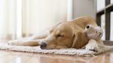 Video of Golden Retriever Sharing His 'Cuddle Clone' With New Fur Brother Gives Us All the Feels