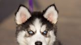 Husky Puppy Tries a Tortilla Chip for the First Time and His Face Is Too Cute