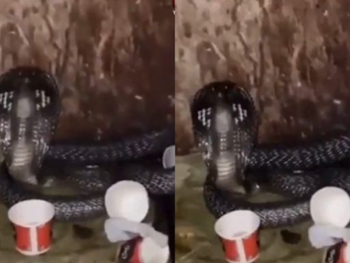 'Hawalat Main Saap': Black Cobra Snake Found In Ghaziabad's Police Station