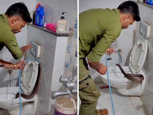 Huge cobra found inside toilet commode in Indore. Video is not for the faint-hearted