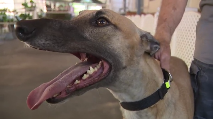 Nearly 200 greyhounds rescued after Tijuana dog racing track closes